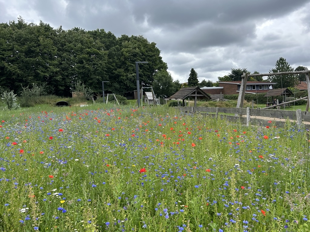 Sommerfugleblomster i Hatting Parken