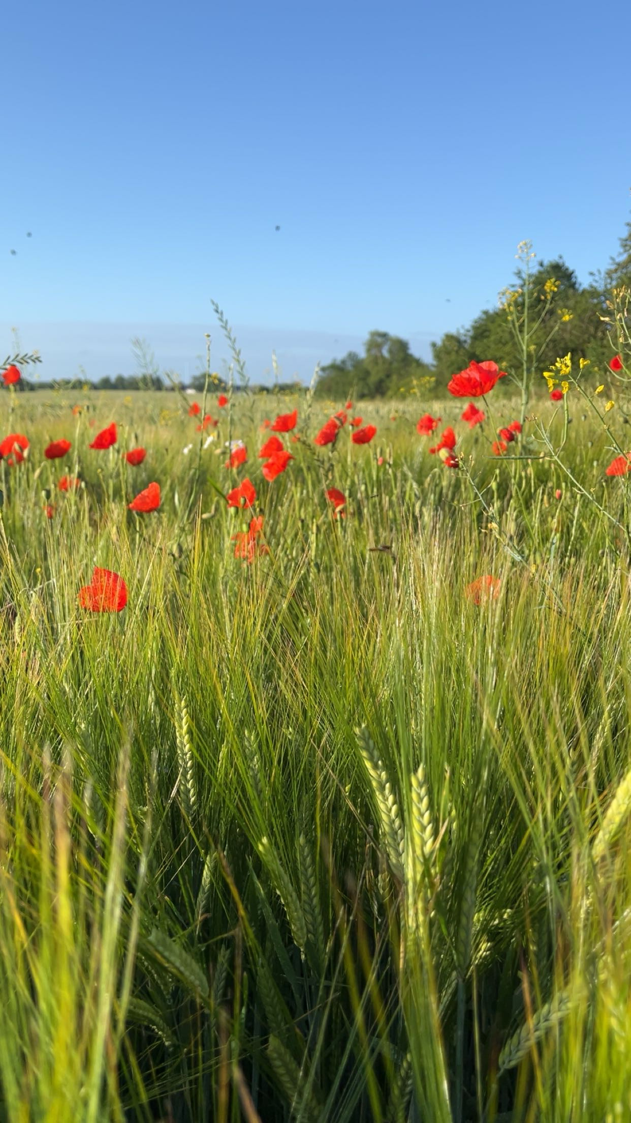 Sommer o kornmarken